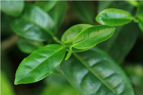 Green Tea