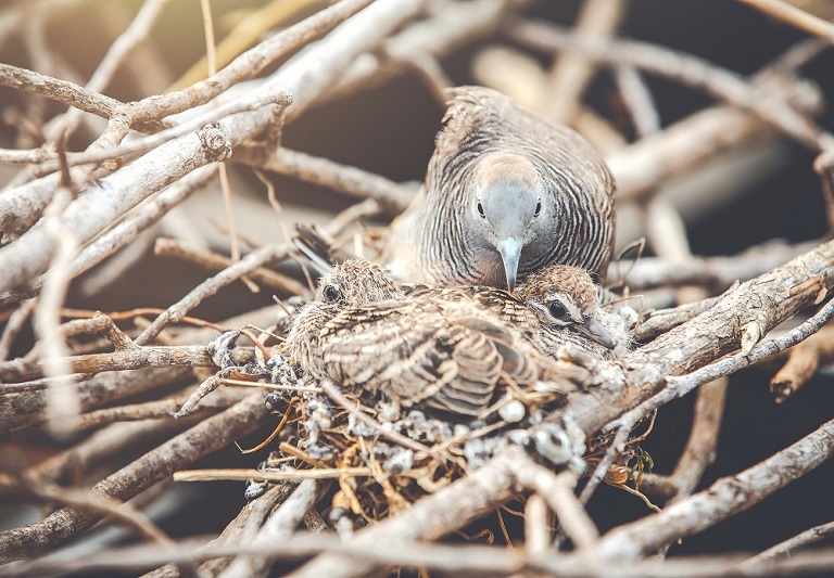 suara burung walet laut