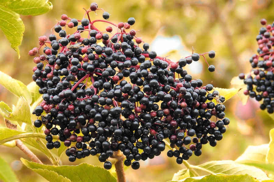 manfaat elderberry