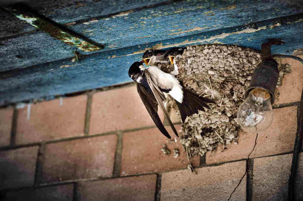 20 Manfaat Sarang Burung Walet untuk Kesehatan & Kecantikan