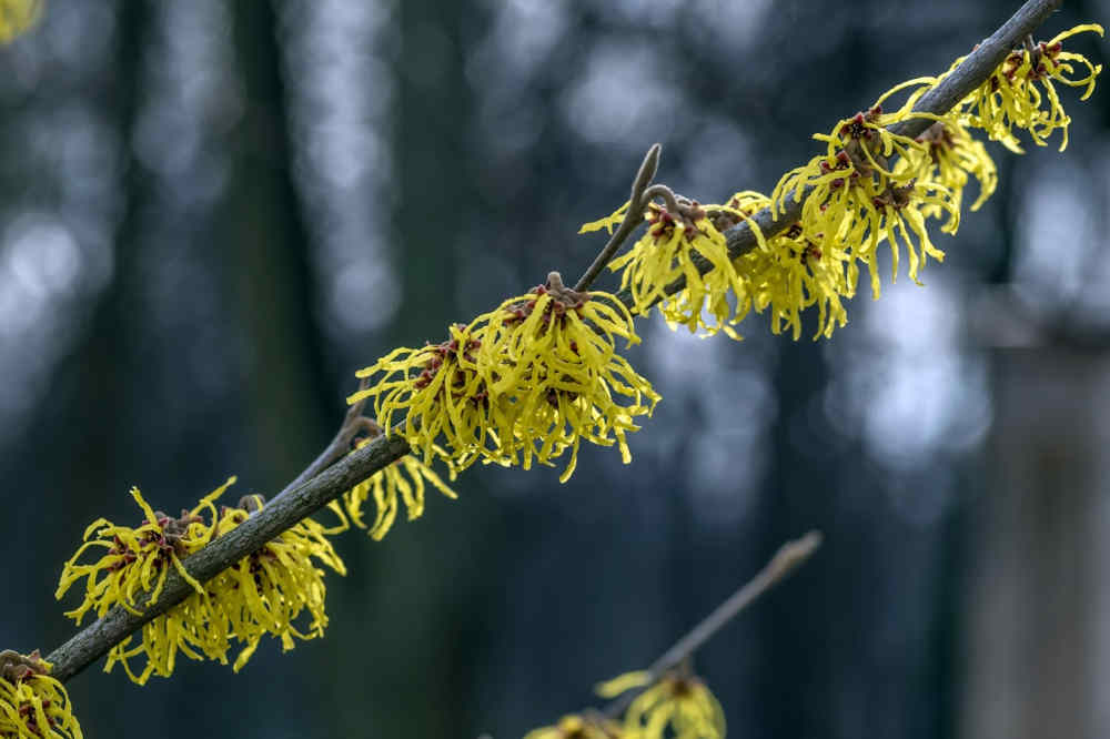 witch hazel